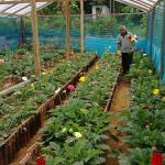 Pipuni Flower Nursery