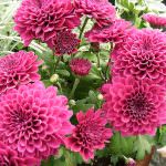 Dimanya Nursery
