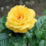 Quality Flora