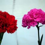 Quality Flora