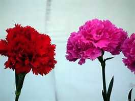 Quality Flora
