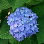 Dimanya Nursery