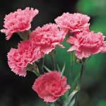 Dimanya Nursery