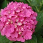 Quality Flora