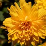 Dimanya Nursery