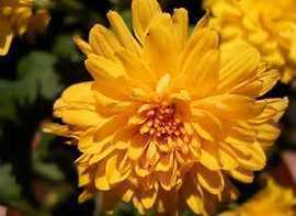 Dimanya Nursery