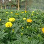 Subashini Flowers