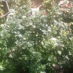 Hiruni Nursery