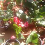 Wasana Nursery