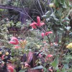Isuru Nursery
