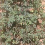 Nipuni Nursery