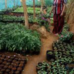sheela flower nursery