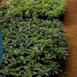 sheela flower nursery