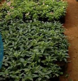 sheela flower nursery