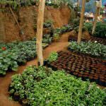 sheela flower nursery