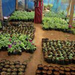 sheela flower nursery