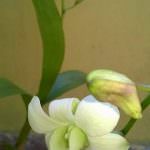 Pelwatte plant nursery