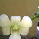 Pelwatte plant nursery