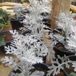 Subashini Flowers