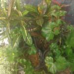Hiruni Nursery