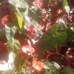 Wasana Nursery