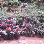 Isuru Nursery