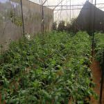 Priyangika Green House Production