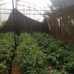 Priyangika Green House Production