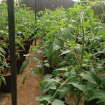 Priyangika Green House Production