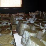 Nethmina Mushrooms Production