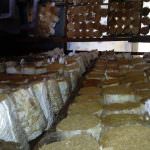 Nethmina Mushrooms Production