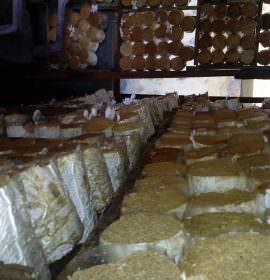 Nethmina Mushrooms Production