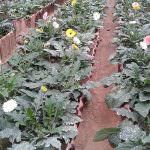 Thashmi Nursery