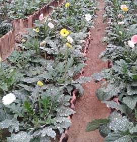 Thashmi Nursery