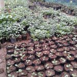 Thashmi Nursery