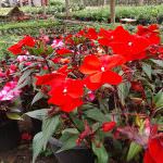 Dilmini Nursery