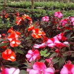 Dilmini Nursery