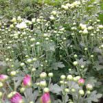 Dilmini Nursery