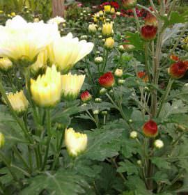 Dilmini Nursery