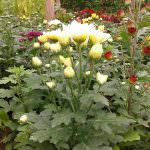Dilmini Nursery