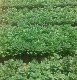 Nipuni Nursery