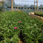 Subashini Flowers