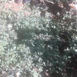 Hiruni Nursery