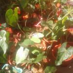 Wasana Nursery