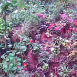 Isuru Nursery