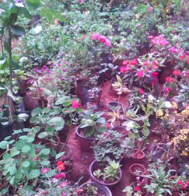 Isuru Nursery