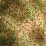 Nipuni Nursery