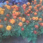 Hiruni Nursery