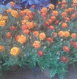 Hiruni Nursery