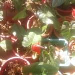 Wasana Nursery
